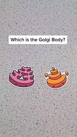 Bonus question.. What's the function of the Golgi body? #apbiology #alevelbiology #biologystudent #biologyteacher #highschoolstudent #highschoolbiology