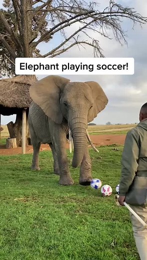 Zoologist Meag on TikTok