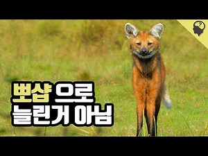다리가 긴 여우? 늑대? 아닙니다. '갈기늑대'입니다.