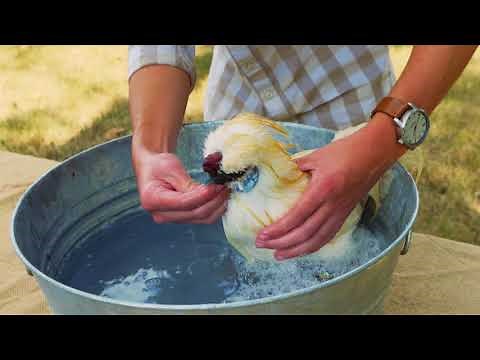 Bathing Show Poultry (Chicken Bath and Grooming)