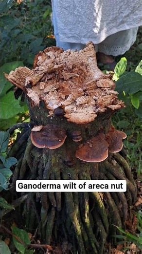 systemic fungicide treatment for ganoderma wilt of areca nut