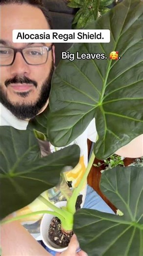Alocasia Regal Shield. Big Leaves on Deck. | #Alocasia #HousePlant #TropicalPlants