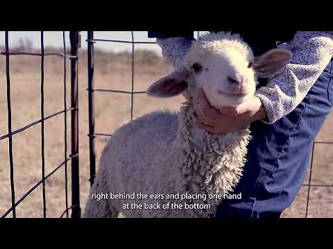 Proper Sheep Restraint Training for NAHMS Sheep 2024 Study
