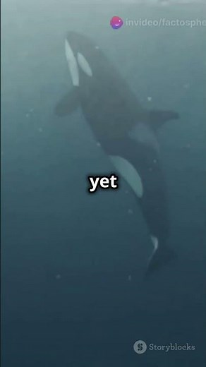 Encounter Playful Dolphins and Majestic Orcas at Sea World