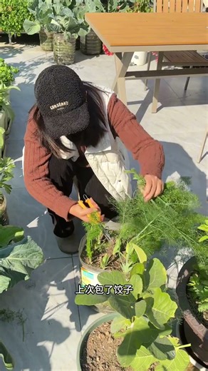 What are some ways to eat fennel? #homegrowing #organicvegetables #balconygrowing