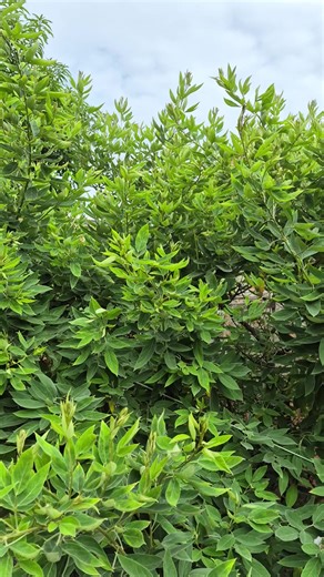 Copo Térmico Inox 1200ml #tiktokshop