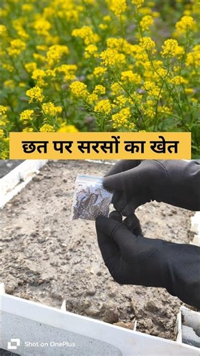 How to grow mustard plant at home
