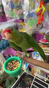 14 reactions | "Introducing the captivating Amazon Red Front bird, a true masterpiece with its vibrant red and green plumage. As a pet, their social and intelligent nature makes them wonderful companions, showcasing their mimicking abilities. To keep them happy, provide a stimulating environment for their playful and curious antics. Experience the joy of vibrant colors and endless charm with the Amazon Red Front bird. 列 #XtremeMundialBirds #AmazonRedFront" | XM PETS | Facebook