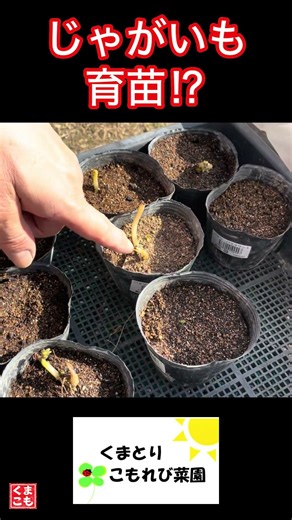じゃがいもの芽を切り分けて、じゃがいも苗を作ってみた！ #家庭菜園 #農ある暮らし