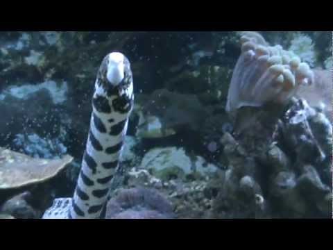 How to / Feeding a snowflake eel.