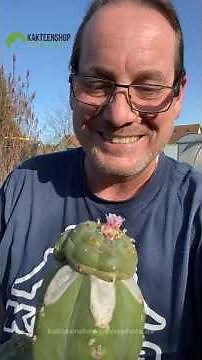 Peyote flowering boost: This is how your cacti will bloom extremely early!