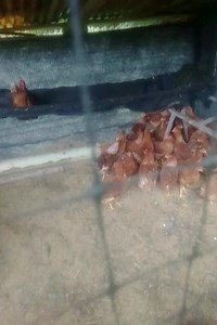 17K views · 107 reactions | Gallinas Hy Line Brown | Proyectoruralgallinas | Facebook