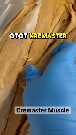 dr. Gia Pratama on Instagram: "Ini adalah Spermatic Cord manusia. sayangnya kita tidak memiliki kontrol penuh terhadap Otot Cremaster, jadi gak bisa sesuka hati kita kapan mau panjangin atau pendekin. Dia seperti berdiri otonom, buah zakar seperti punya wewenang kapan dia ngerasa kedinginan, perlu mengkerut dan mendekat ke tubuh agar dapat kehangatan atau perlu menjauh saat ngerasa kegerahan. Prinsipnya dia butuh suhu optimal untuk produksi Sperma dan Testosteron. Uniknya bukan hanya suhu yang b