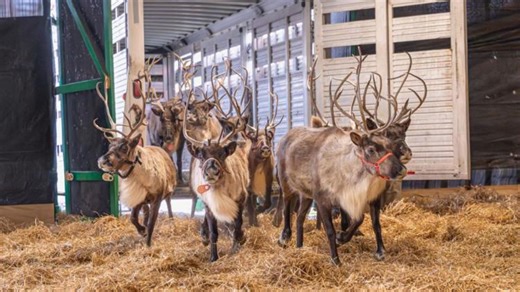 Santa and his reindeer arrive in time for opening of Hersheypark's Christmas Candylane tonight