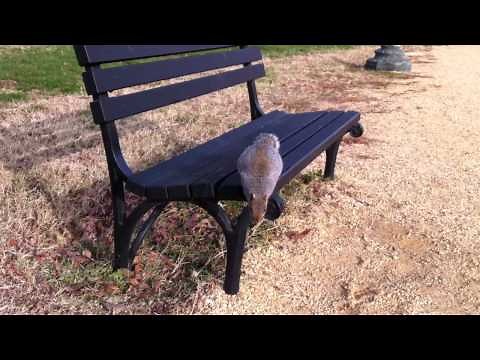 Squirrel Attacks Camera Man in Washington DC
