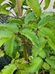 Organic Kalanchoe Pinnata Plant: Medicinal Heirloom in 4" Pot. No CA Shipping. - Etsy