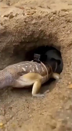 Lizard: Sand Lizard Hatchling Explores Hidden Tunnels