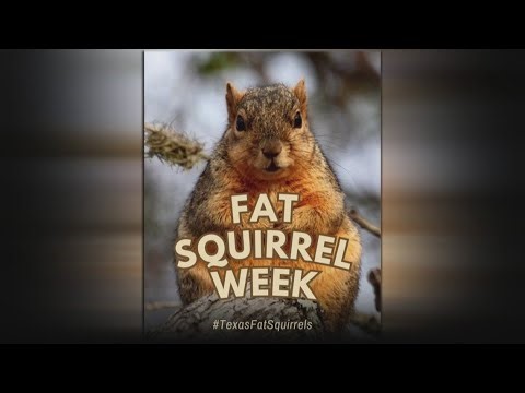 Texas celebrates Fat Squirrel Week