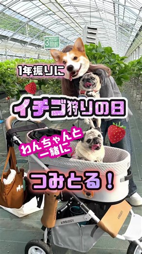 おーはーよみんな！1年振りに いちご狩りに行きました！🍓🥺🩷 ルンルンでまた来年も行きたい💃💓 #パグ#日常vlog#いちご狩り#犬のいる暮らし #いちご