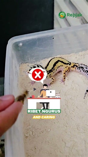 Are geckos good for beginners as pet owners? 🤔🦎