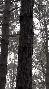 Thỏ: Bọn hooman xem lại dạy dỗ mấy con chó đi chứ như thế này tụi tui sống sao? :( | Nước Nga hài hước