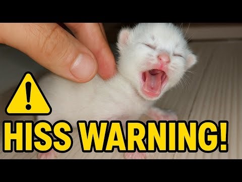 Warning Signs: Newborn Kitten Hisses Loudly at First Human Touch