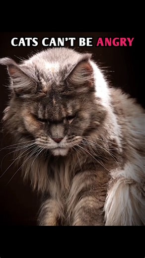 CATS CAN'T BE ANGRY 💀🥶 #cat #animals #edit #trending