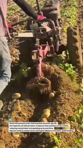 🚜 Fast Potato Harvesting Machine in Action #FarmingTech #PotatoHarvest #AgriTools