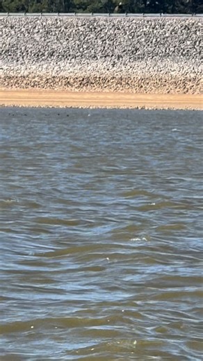 Bald Eagles vs Flock of Coots death match. Who do you think won today? | Patrick Stone Fishing