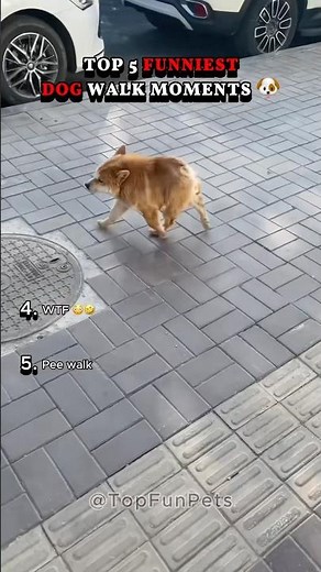 Top 5 Funniest Dog Walk Moments Ever 🐶🤣 Walk Fails!