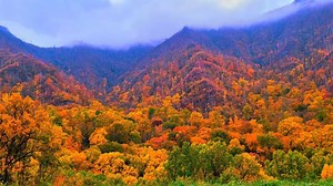 Time to turn over a new leaf! Check our 2025 fall color forecast