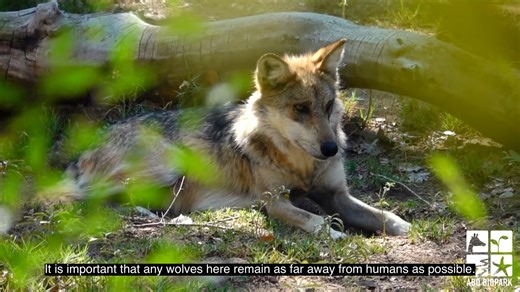 The ABQ BioPark is proud to share that construction on the Mexican Wolf Conservation Facility, shared in April of this year, is now complete! Mexican gray wolves are one of North America's most endangered mammals and the BioPark has been a committed partner in the recovery program for decades. Because this 4.5 acre space is dedicated to rehabilitation, pre-release care, and breeding of wolves intended for release, it has been designed to minimize human contact and will not be open to the public.