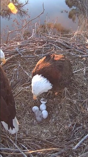 Xcel Energy Fort St Vrain Eagles ~ 1st of 4 eggs has hatched 🐣 ~ 4/5/2026 #eagles #wildlife #nature