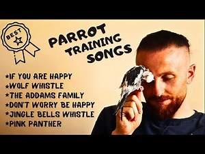 Best Parrot Training, Whistle Practice for Cockatiels, Parrot Whistle Training