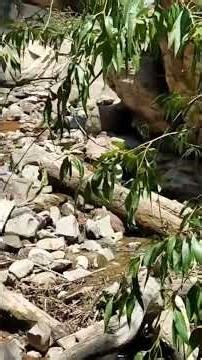 Colorado River Beauty | Unreleased Footage from Gunnison to Glenwood