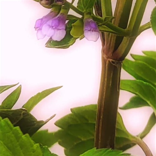 The plant skullcap