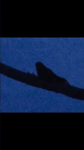 ヨタカの鳴き声 夜行性の野鳥ヨタカがすぐ近くで鳴いています