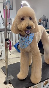 George is a fly guy!!! #workbychad ⭐️⭐️⭐️⭐️⭐️ | 5 Star Pet Grooming East Location | Facebook