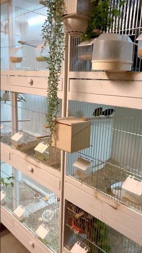 Indoor Finch Breeding Cages - Bird Room