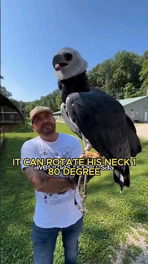 The Harpy Human Size Eagle.