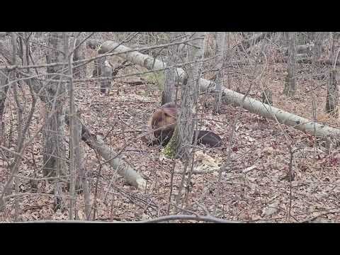 A Beaver chomping down on a tree up close.