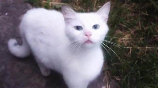 me n who. | Ellii ィ