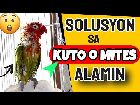 HOW TO PREVENT BIRD MITES, LICE AND OTHER EXTERNAL PARASITES ON BIRDS