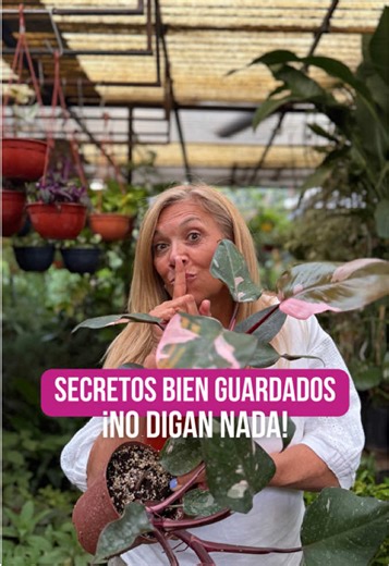Me metí a escondidas en el cultivo de mi cuñado Remo… 🤫 No deja entrar a nadie. Pero hoy me metí igual para mostrarles a ustedes! 👀 Hay potus, begonias recién trasplantadas, pileas llenas de raíces… Todo trabajado en perlita y vermiculita, prolijo, cuidado y multiplicado muy bien 🌱 #plantas #cultivo #secreto #jardineria