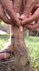 How to grafting grapevine using two sticks | Saepul Rahman
