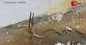 क्या आपने कभी देखा है Nag-Nagin का डांस? अगर नहीं तो जल्दी देख डालें ये वीडियो...