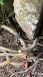 Coco nut root 08036660273 | Ugochinyere page