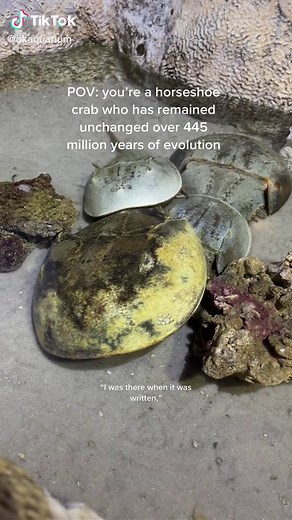 Meet the Living Fossils: Horseshoe Crabs at Oklahoma Aquarium