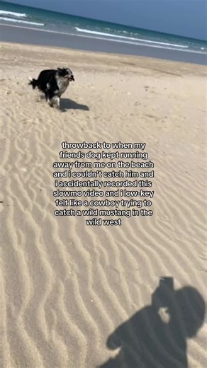 honestly Eli Marston #fyp #viral #xyzabc #dog #beach | dogs