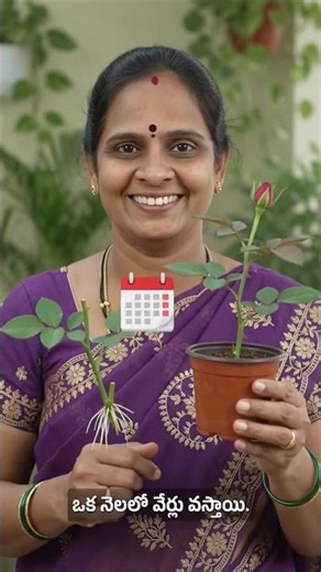 how to grow rose plants from cuttings#flowers #gardening #garden #plants #reels #shorts #viral